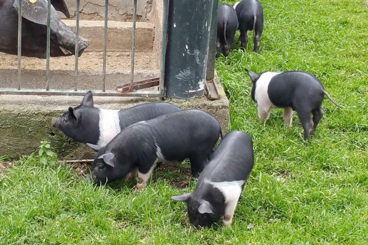 Piccolo Casale A "Le Moline" In Una Vera Fattoria فيترالّا المظهر الخارجي الصورة