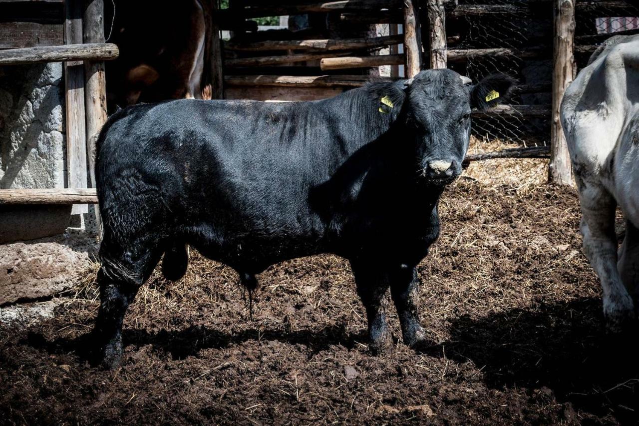 Piccolo Casale A "Le Moline" In Una Vera Fattoria فيترالّا المظهر الخارجي الصورة